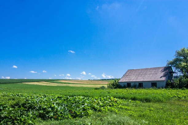 istock Countryside in Ukraine 1168560198