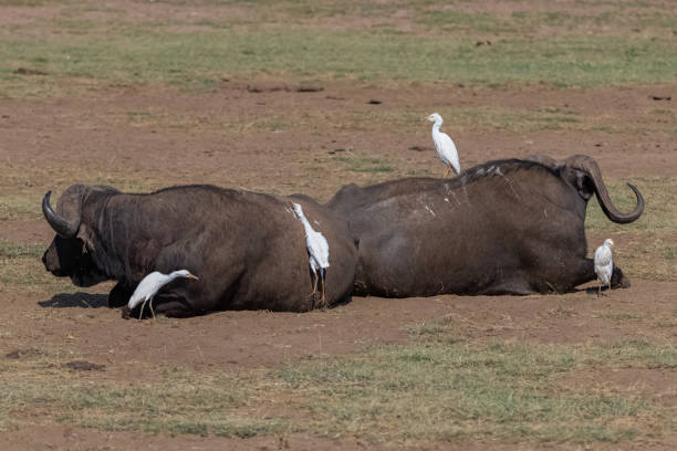 istock buffalos in the Serengeti park 1168560871