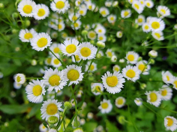istock fresh blooming white and yellow flowers on a summer day 1168560923