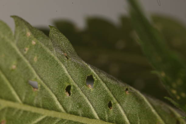 istock spider mite medical marijuana cannabis plant pests 1168561452