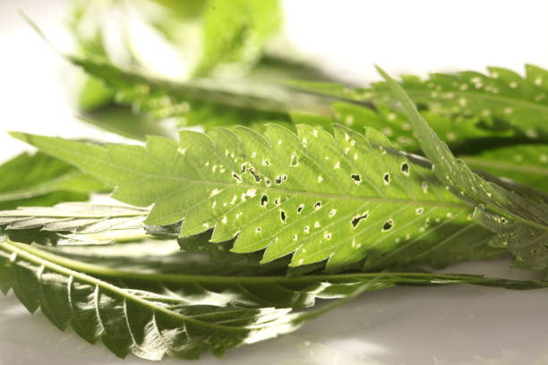 istock spider mite medical marijuana cannabis plant pests 1168561530