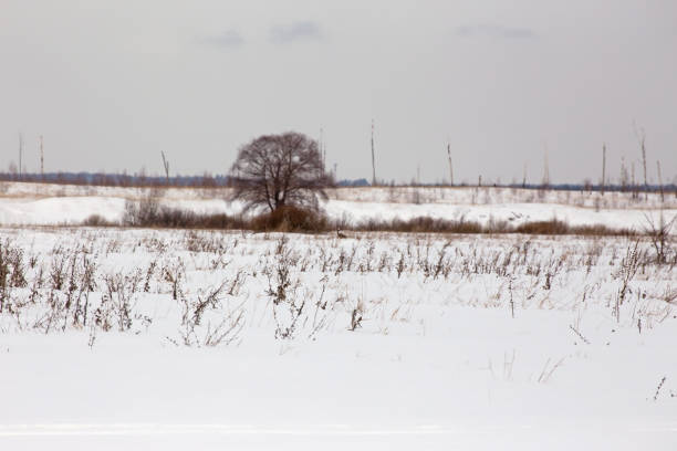 istock There is a tree on the snowy field. In the distance a hound runs. 1168562414