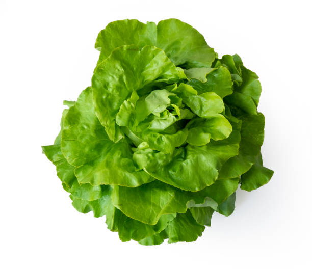 istock Lettuce fresh from the market on white background 1168563329