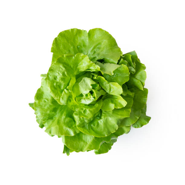 lettuce fresh from the market on white background - bibb lettuce imagens e fotografias de stock