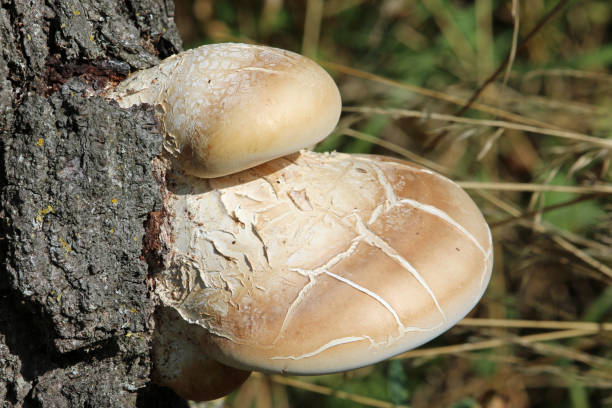 fungo della staffa in polipore di betulla sull'albero di betulla - betulla dargento foto e immagini stock