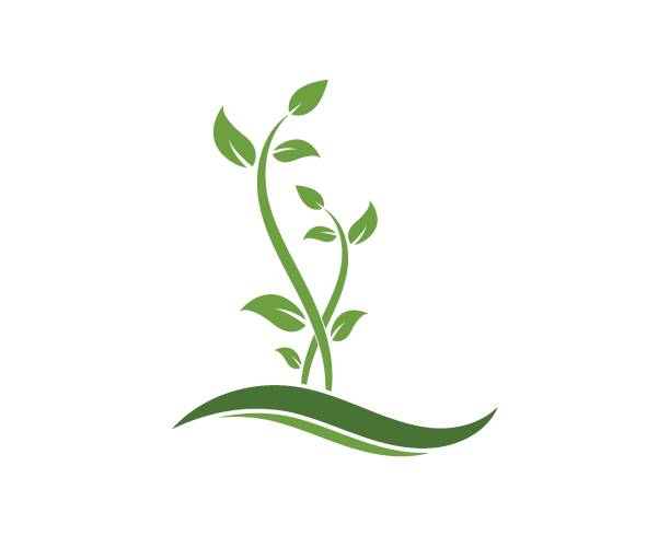 ilustrações de stock, clip art, desenhos animados e ícones de plant logo icon vector illustration design - leafes