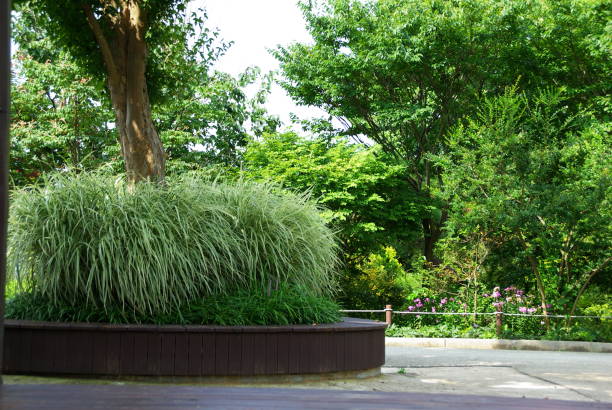 istock a park tree full of green 1168563816