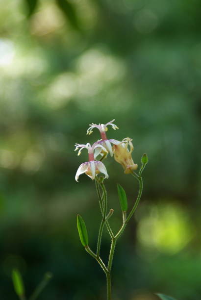 istock a park forest full of flowers 1168563915