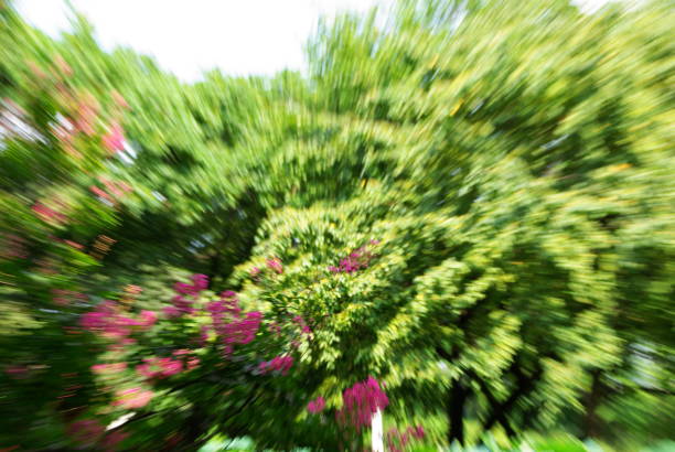 a park tree full of green