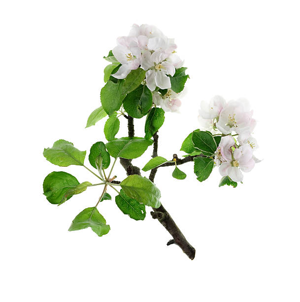 격리됨에 사과나무 트리 - single flower flower spring apple tree 뉴스 사진 이미지