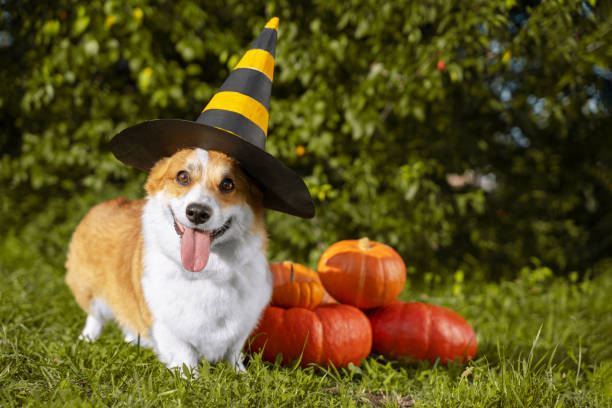 Cute Welsh Corgi dog dressed in a festive halloween black and yellow witch hat, sitting next pile of different sized orange pumpkins on green grass on a background of trees Cute Welsh Corgi dog dressed in a festive Halloween black and yellow witch hat, sitting next pile of different sized orange pumpkins on green grass on a background of trees dog in halloween hat of witch stock pictures, royalty-free photos & images