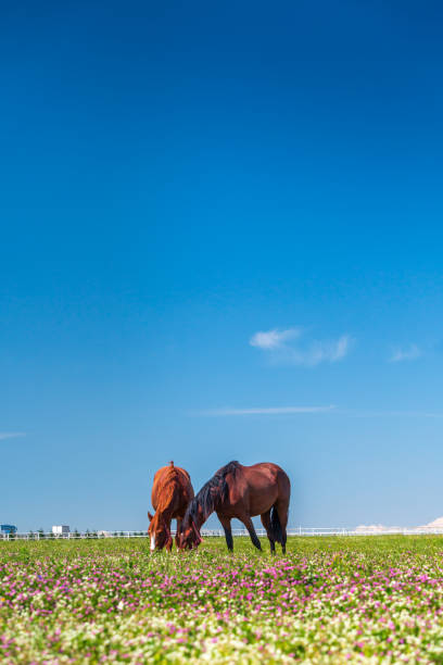istock horse farm, Bursa, Turkey 1168566332