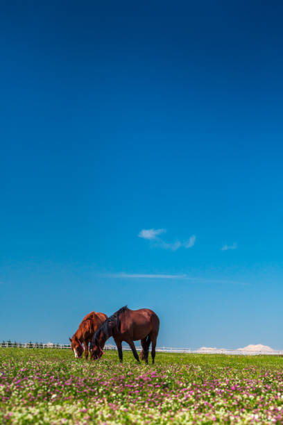 istock horse farm, Bursa, Turkey 1168566333