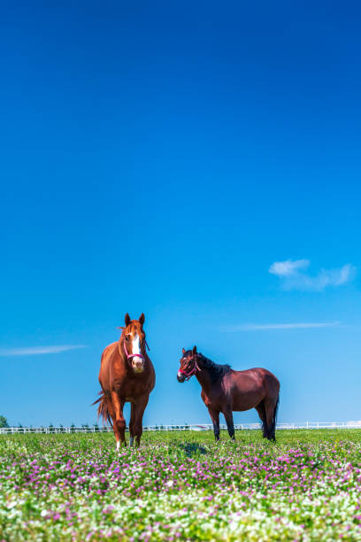istock horse farm, Bursa, Turkey 1168566340