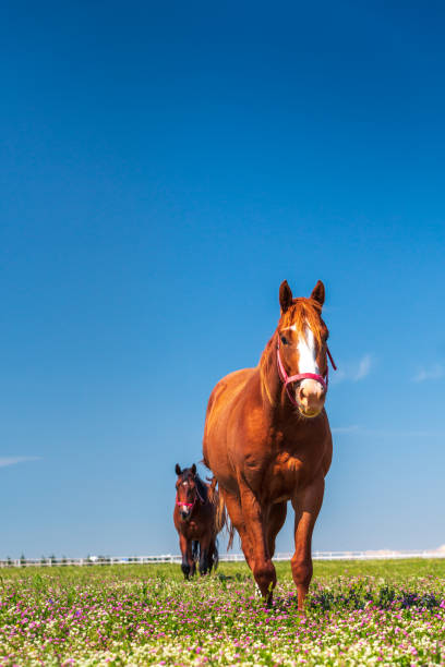 istock horse farm, Bursa, Turkey 1168566343