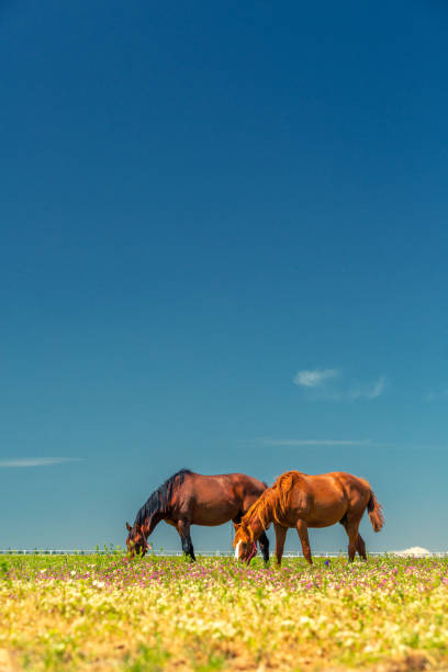 istock horse farm, Bursa, Turkey 1168566361