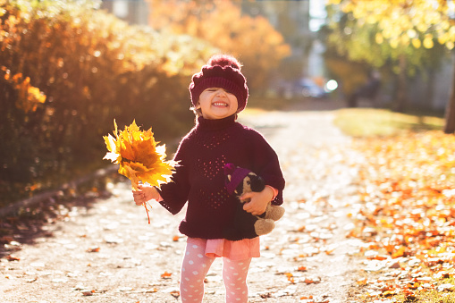 little girl in red sweater and beret with a bouquet of yellow maple leaves and toy laughs on the street in autumn