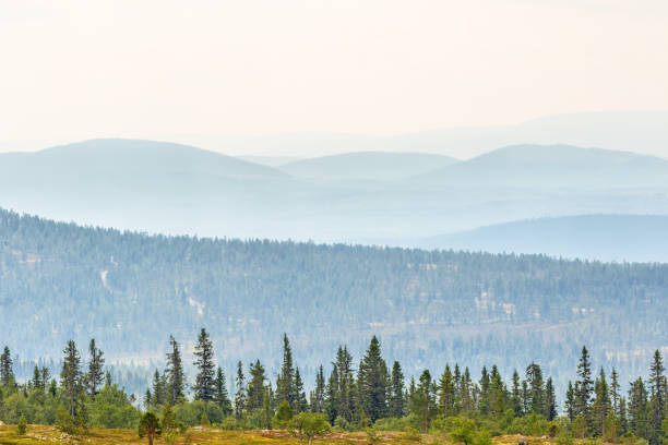 istock Old woodland view with mist in rolling landscape 1168566448