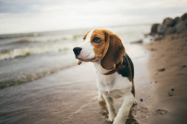 Portrait of a small dog, beagle puppy walking on the beach