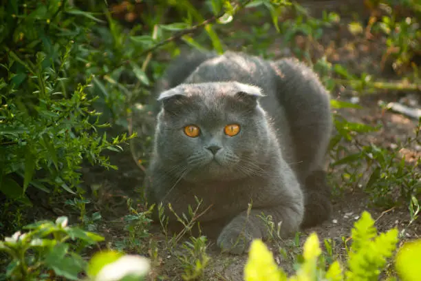 Photo of Scottish fold cat