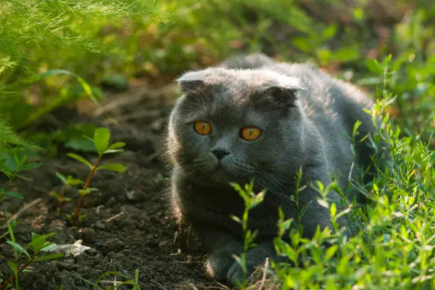 Photo of Scottish fold cat