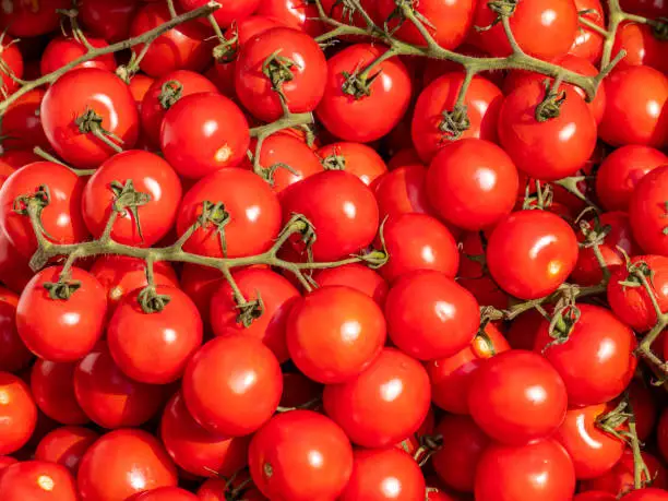 tomatoes on the organic market