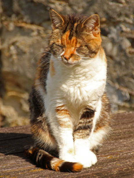 istock Calico Cat Relaxes on Summer's Day 1168568117