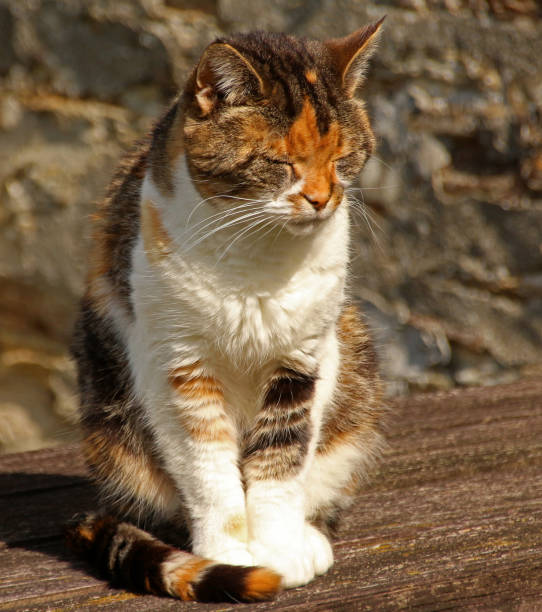 istock Calico Cat Relaxes on Summer's Day 1168568118