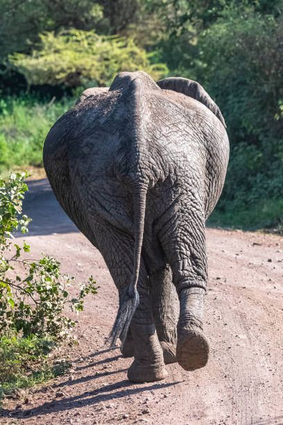 elefante correndo de volta - safari animals elephant rear end animal nose - fotografias e filmes do acervo
