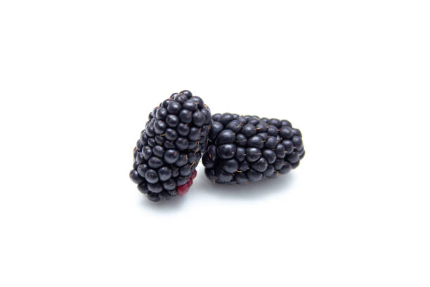 istock Boysenberry  isolated on a white background. 1168569212