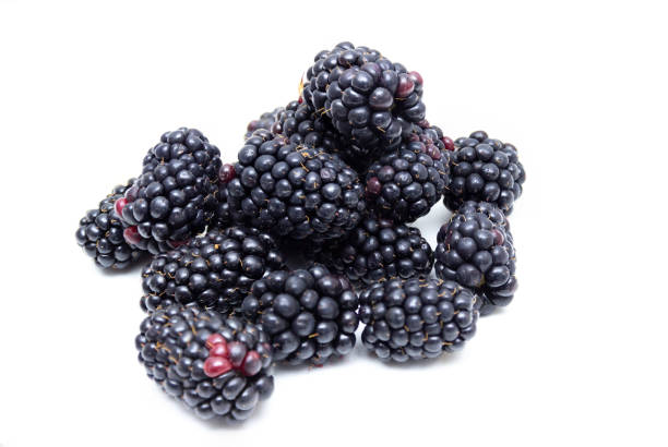 Boysenberry  isolated on a white background.