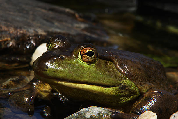 frog stock photo