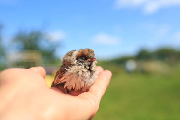 lindo gordito pequeño gorgobador rescatado gorrión se sienta en las manos cariñosas de una chica en un jardín soleado - young bird sleeping fluffy baby chicken fotografías e imágenes de stock