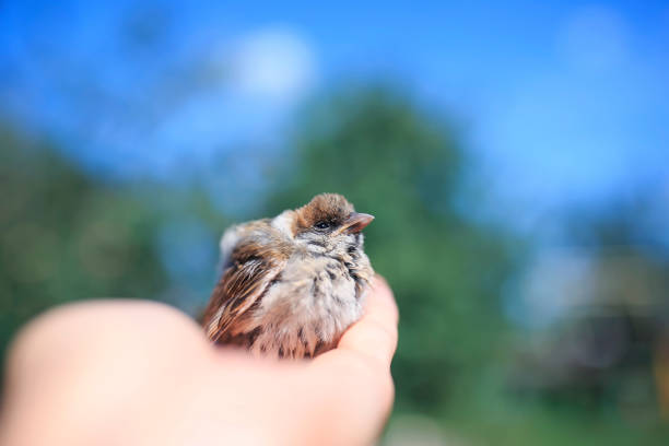 lindo gordito pequeño gorgobador rescatado gorrión se sienta en las manos cariñosas de una chica en un jardín soleado - young bird sleeping fluffy baby chicken fotografías e imágenes de stock