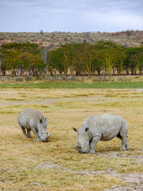 istock White rhino in Lake Nakuru 1168571587