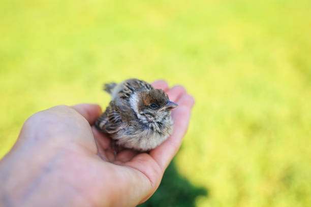 lindo gordito pequeño gorrita rescatado gorrión sentado en las manos cariñosas de una chica en un jardín soleado - young bird sleeping fluffy baby chicken fotografías e imágenes de stock