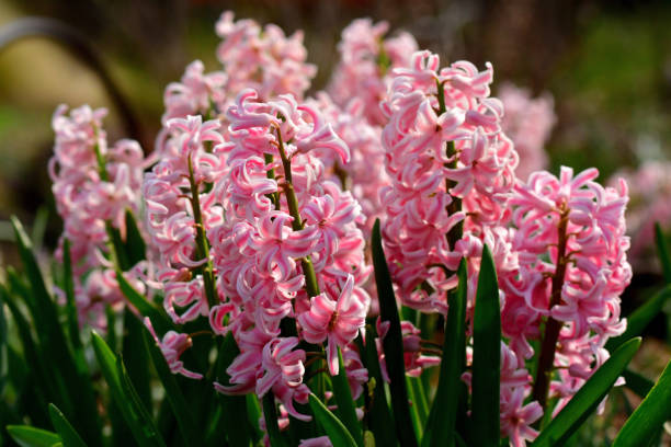istock Hyacinth Flowers in Various Colors 1168573678