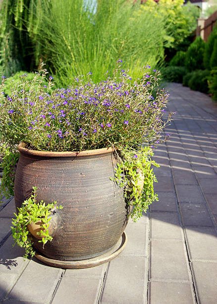 istock garden flowerpot 116857383