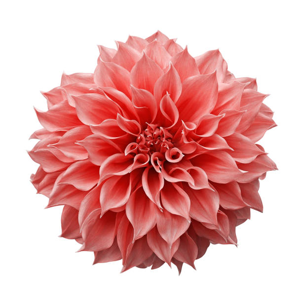 la fleur de dahlia rose-orange ou de corail tendance la plante tuboue de jardin d'isolement sur le fond blanc avec le chemin de coupure. - dahlia photos et images de collection