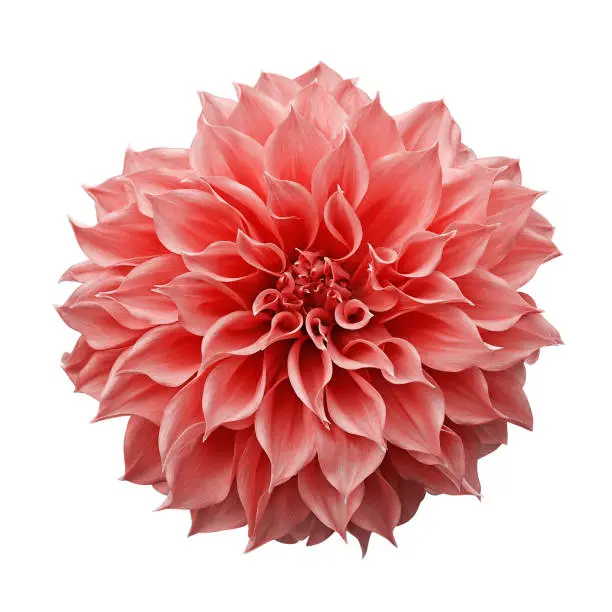 Trendy pink-orange or coral colored Dahlia flower the tuberous garden plant isolated on white background with clipping path.