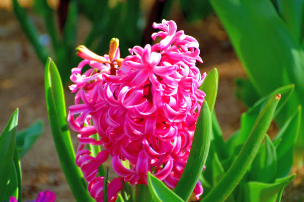 istock Hyacinth Flowers in Various Colors 1168578167