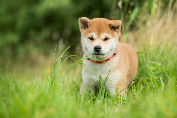 istock Shiba-Inu Dog 1168578216