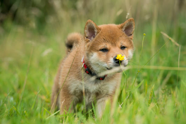 Shiba-Inu Dog Shiba-Inu Japanese Dog shiba inu stock pictures, royalty-free photos & images