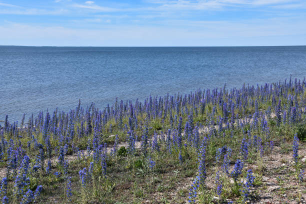 istock Blue summer flowers growing by the coast 1168578379