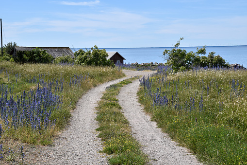 Road to the Baltic Sea with blossom blueweed flowers