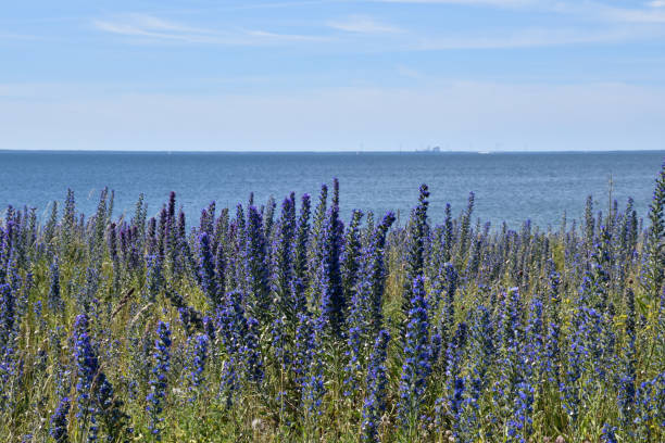 istock Blossom blueweed close up 1168578422