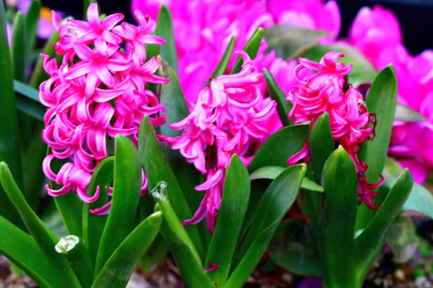istock Hyacinth Flowers in Various Colors 1168578473