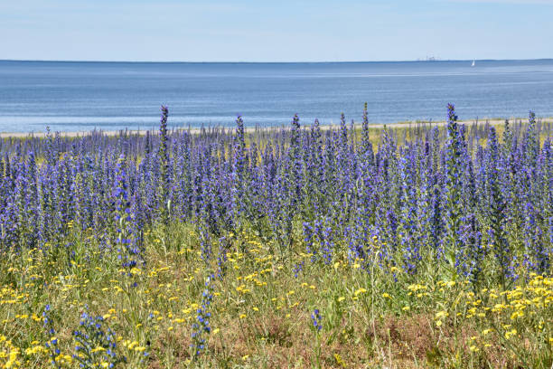 istock Coast view with blossom blue summer flowers 1168578545
