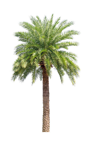 istock Palm tree Ornamental plants  beautiful on white background 1168579260