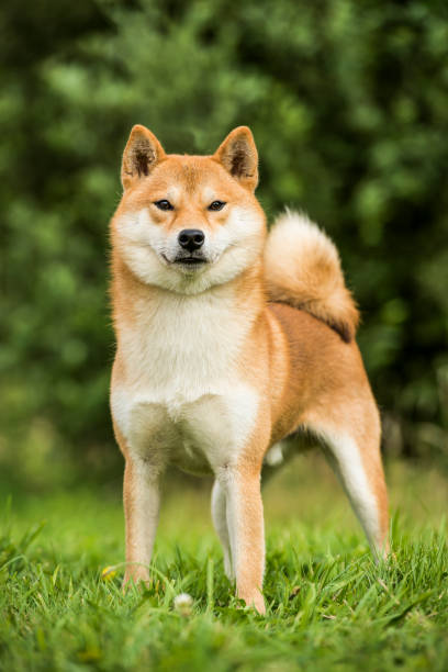 Shiba-Inu Dog Shiba-Inu Japanese DogShiba-Inu Japanese Dog shiba inu stock pictures, royalty-free photos & images